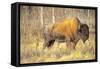 The Wood Bison-Richard Wright-Framed Stretched Canvas