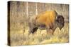 The Wood Bison-Richard Wright-Stretched Canvas
