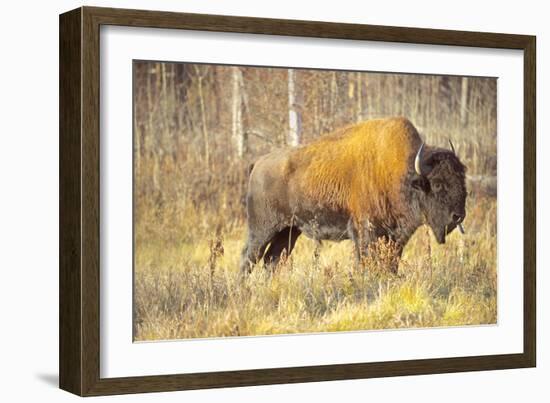 The Wood Bison-Richard Wright-Framed Photographic Print