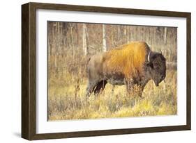 The Wood Bison-Richard Wright-Framed Photographic Print