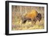 The Wood Bison-Richard Wright-Framed Photographic Print