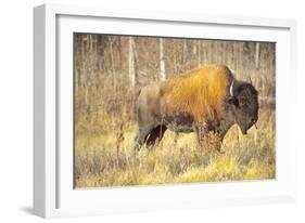 The Wood Bison-Richard Wright-Framed Photographic Print