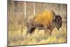 The Wood Bison-Richard Wright-Mounted Photographic Print