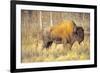 The Wood Bison-Richard Wright-Framed Photographic Print