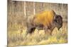 The Wood Bison-Richard Wright-Mounted Photographic Print