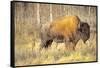 The Wood Bison-Richard Wright-Framed Stretched Canvas