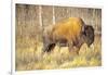 The Wood Bison-Richard Wright-Framed Photographic Print