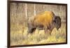 The Wood Bison-Richard Wright-Framed Photographic Print