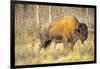 The Wood Bison-Richard Wright-Framed Photographic Print