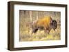 The Wood Bison-Richard Wright-Framed Photographic Print