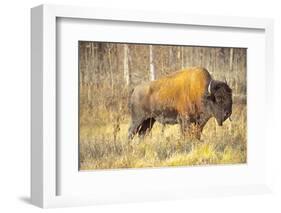 The Wood Bison-Richard Wright-Framed Photographic Print