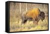 The Wood Bison-Richard Wright-Framed Stretched Canvas