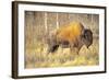 The Wood Bison-Richard Wright-Framed Photographic Print