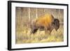 The Wood Bison-Richard Wright-Framed Photographic Print