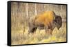 The Wood Bison-Richard Wright-Framed Stretched Canvas