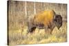 The Wood Bison-Richard Wright-Stretched Canvas