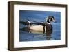 The wood duck or Carolina duck, a species of perching duck, is one of the most colorful-Richard Wright-Framed Photographic Print