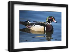 The wood duck or Carolina duck, a species of perching duck, is one of the most colorful-Richard Wright-Framed Photographic Print