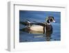 The wood duck or Carolina duck, a species of perching duck, is one of the most colorful-Richard Wright-Framed Photographic Print