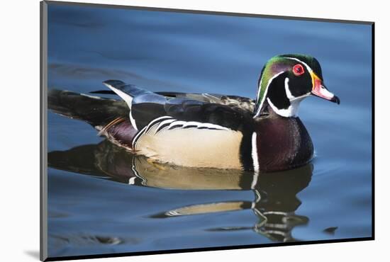 The wood duck or Carolina duck, a species of perching duck, is one of the most colorful-Richard Wright-Mounted Photographic Print