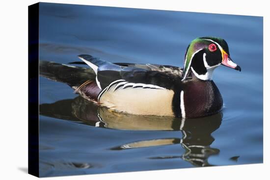 The wood duck or Carolina duck, a species of perching duck, is one of the most colorful-Richard Wright-Stretched Canvas