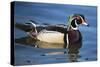 The wood duck or Carolina duck, a species of perching duck, is one of the most colorful-Richard Wright-Stretched Canvas