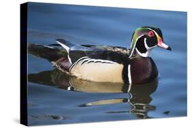 The wood duck or Carolina duck, a species of perching duck, is one of the most colorful-Richard Wright-Stretched Canvas