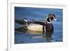 The wood duck or Carolina duck, a species of perching duck, is one of the most colorful-Richard Wright-Framed Photographic Print