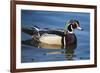 The wood duck or Carolina duck, a species of perching duck, is one of the most colorful-Richard Wright-Framed Photographic Print