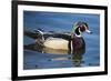 The wood duck or Carolina duck, a species of perching duck, is one of the most colorful-Richard Wright-Framed Photographic Print