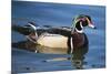 The wood duck or Carolina duck, a species of perching duck, is one of the most colorful-Richard Wright-Mounted Photographic Print