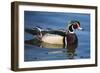 The wood duck or Carolina duck, a species of perching duck, is one of the most colorful-Richard Wright-Framed Photographic Print