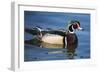 The wood duck or Carolina duck, a species of perching duck, is one of the most colorful-Richard Wright-Framed Photographic Print