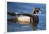 The wood duck or Carolina duck, a species of perching duck, is one of the most colorful-Richard Wright-Framed Photographic Print