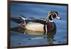 The wood duck or Carolina duck, a species of perching duck, is one of the most colorful-Richard Wright-Framed Photographic Print