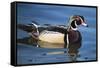 The wood duck or Carolina duck, a species of perching duck, is one of the most colorful-Richard Wright-Framed Stretched Canvas