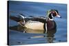 The wood duck or Carolina duck, a species of perching duck, is one of the most colorful-Richard Wright-Stretched Canvas