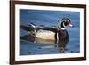 The wood duck or Carolina duck, a species of perching duck, is one of the most colorful-Richard Wright-Framed Photographic Print