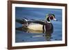 The wood duck or Carolina duck, a species of perching duck, is one of the most colorful-Richard Wright-Framed Photographic Print