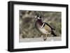 The wood duck or Carolina duck, a species of perching duck, is one of the most colorful-Richard Wright-Framed Photographic Print