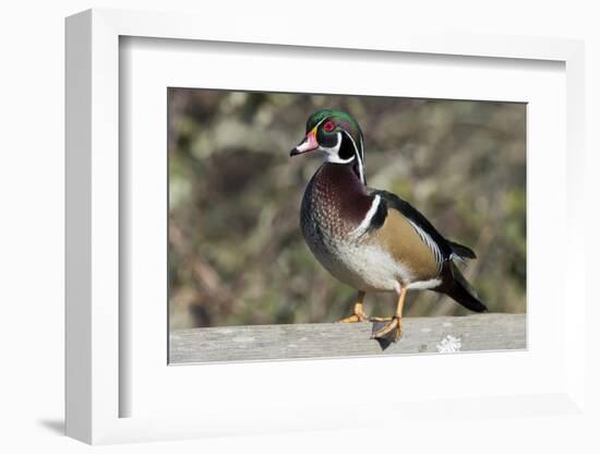 The wood duck or Carolina duck, a species of perching duck, is one of the most colorful-Richard Wright-Framed Photographic Print