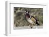 The wood duck or Carolina duck, a species of perching duck, is one of the most colorful-Richard Wright-Framed Photographic Print