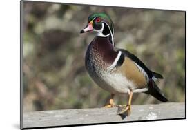 The wood duck or Carolina duck, a species of perching duck, is one of the most colorful-Richard Wright-Mounted Photographic Print