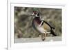 The wood duck or Carolina duck, a species of perching duck, is one of the most colorful-Richard Wright-Framed Photographic Print