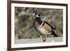 The wood duck or Carolina duck, a species of perching duck, is one of the most colorful-Richard Wright-Framed Photographic Print