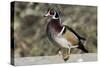 The wood duck or Carolina duck, a species of perching duck, is one of the most colorful-Richard Wright-Stretched Canvas