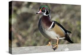 The wood duck or Carolina duck, a species of perching duck, is one of the most colorful-Richard Wright-Stretched Canvas