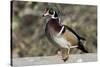 The wood duck or Carolina duck, a species of perching duck, is one of the most colorful-Richard Wright-Stretched Canvas