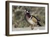 The wood duck or Carolina duck, a species of perching duck, is one of the most colorful-Richard Wright-Framed Photographic Print