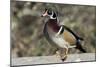 The wood duck or Carolina duck, a species of perching duck, is one of the most colorful-Richard Wright-Mounted Photographic Print